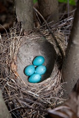 eggs_nature_Turdus_philomelos201105091122