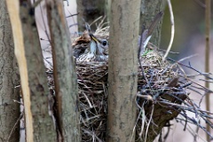 nest_with_bird_Turdus_philomelos201105081134