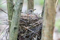 nest_with_bird_Turdus_philomelos201105081135
