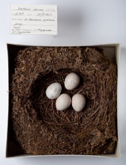 eggs_museum_Zoothera_dauma201010011527