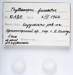 21_PASSERIFORMES_SYLVIIDAE_Phylloscopus_fuscatus