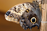 Бабочка совиная
