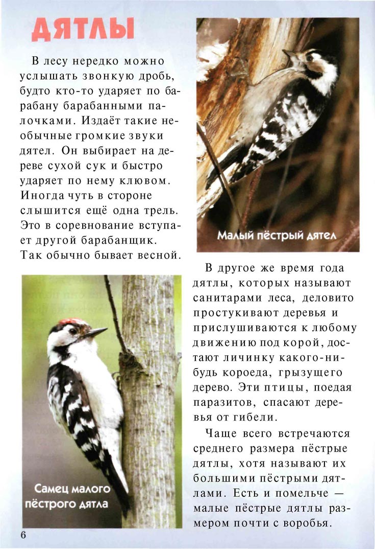 Дятлы