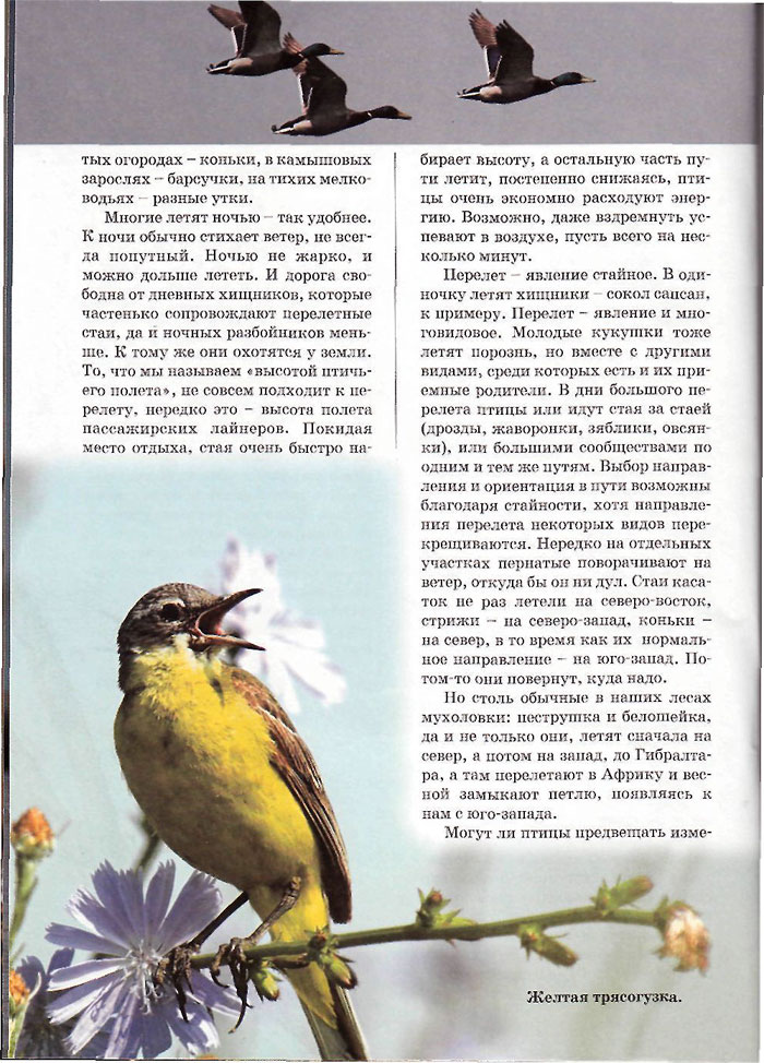 Желтая трясогузка