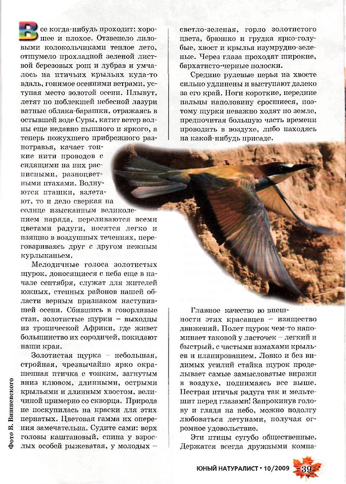 золотистая щурка