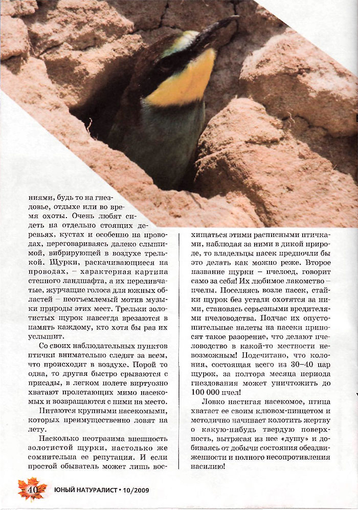 слеток щурки выглядывает из норы