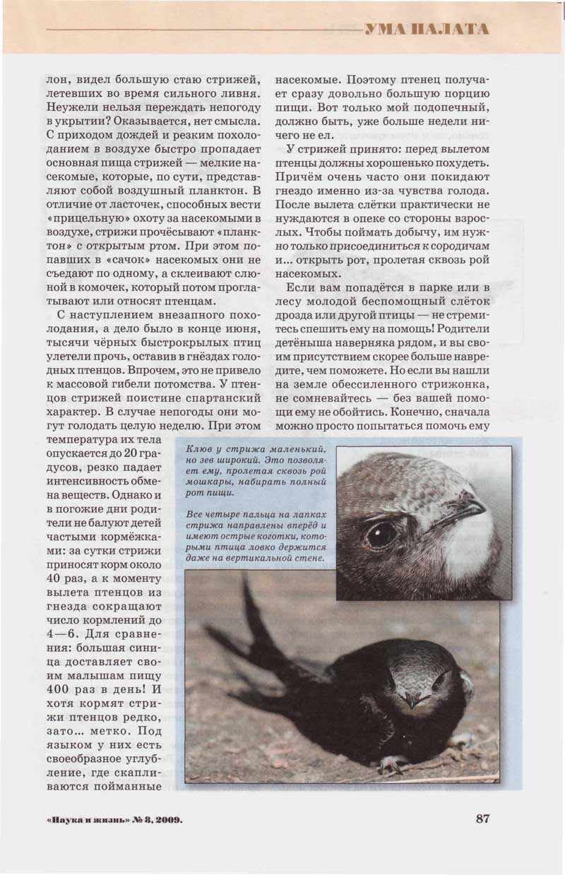 молодой стриж
