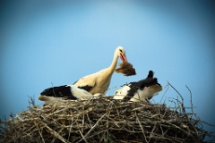 nest_with_bird_Ciconia_ciconia201107232004