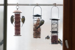 birds_feeding_Parus_major_2011_1204_1431